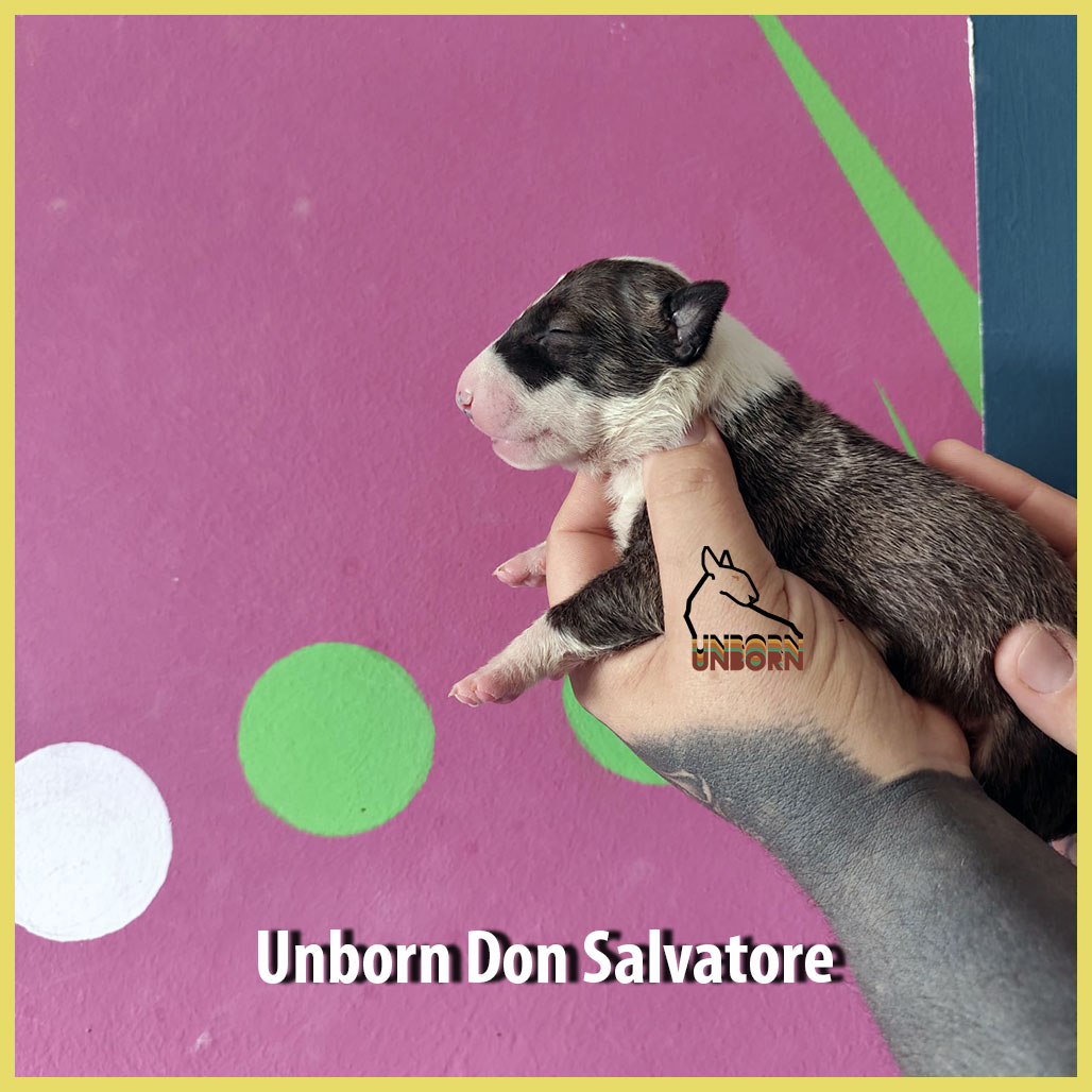Unborn_Don_Salvatore_9_days