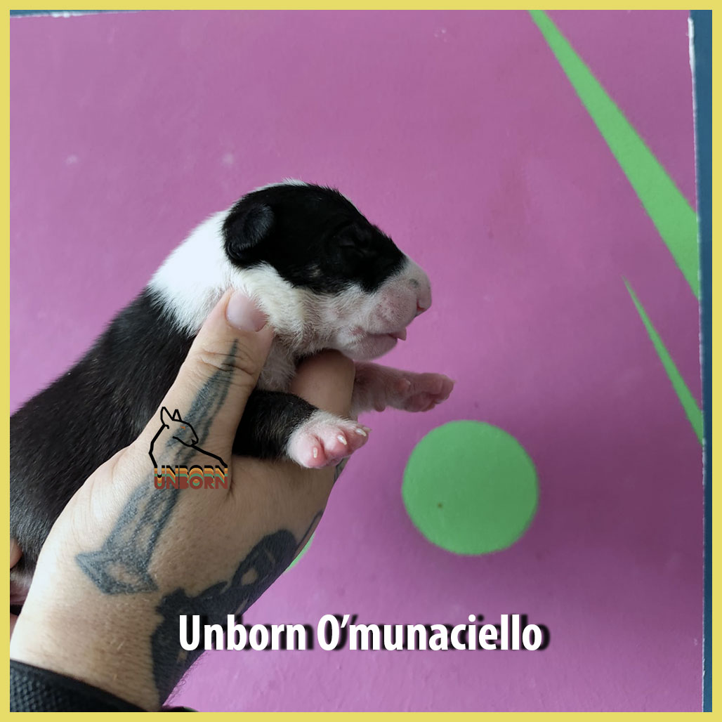 Unborn_O'munaciello_9_days