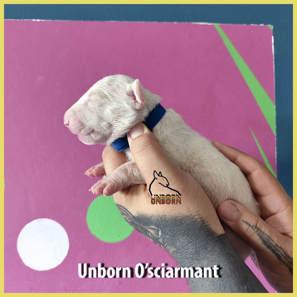 Unborn_O'sciarmant_9_days